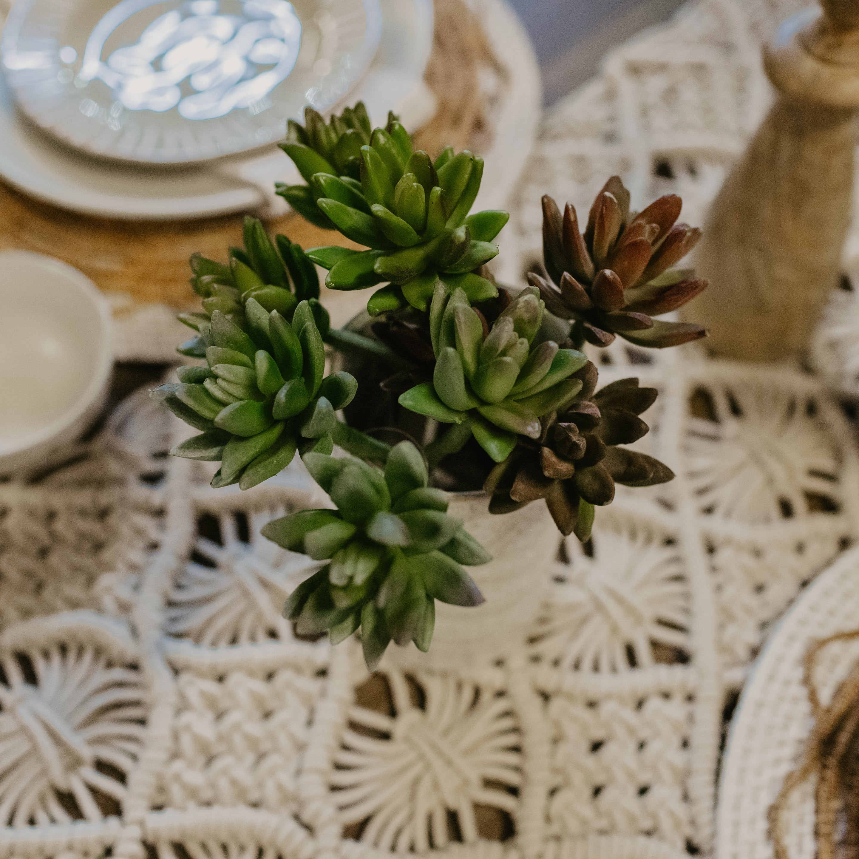 Agave Stems