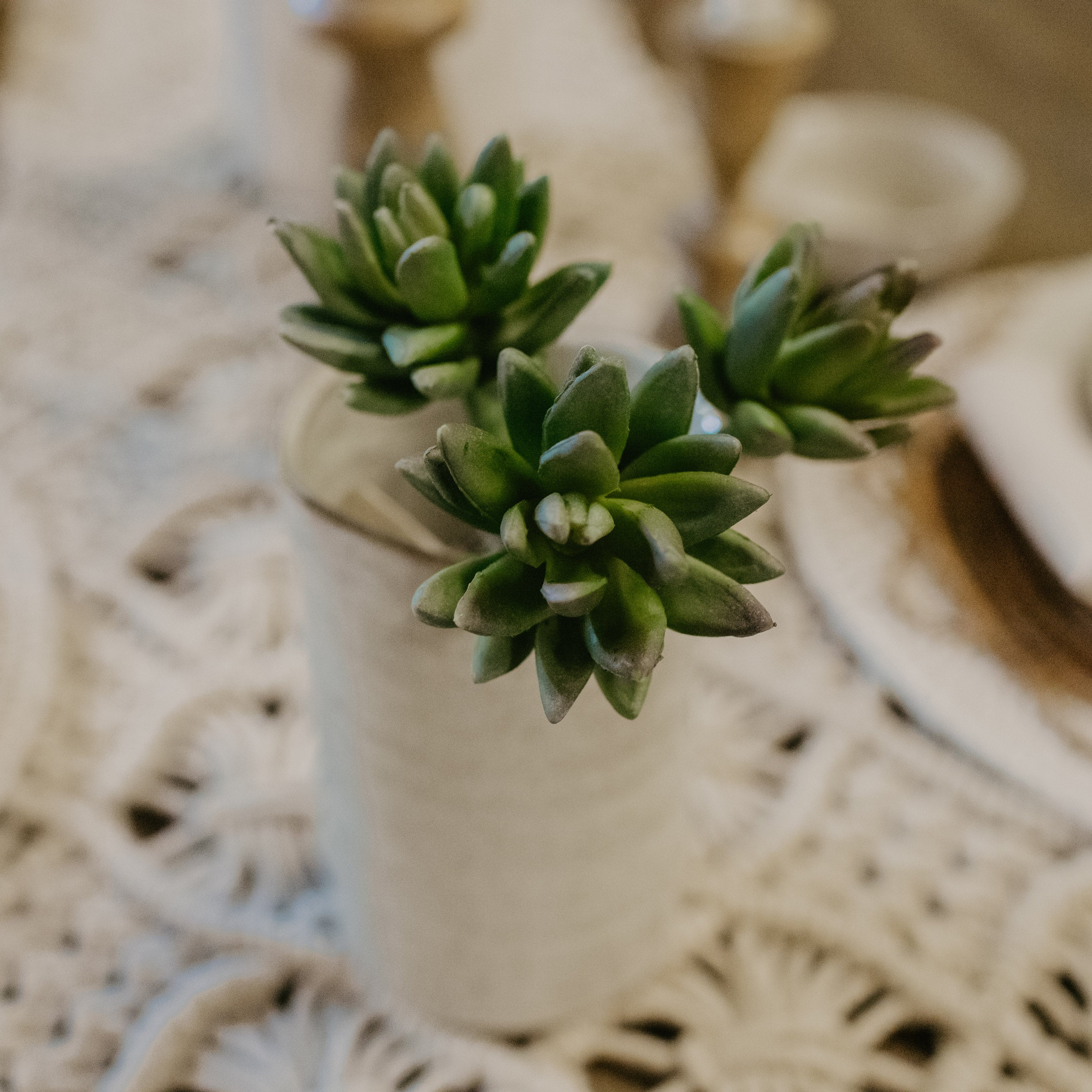 Agave Stems