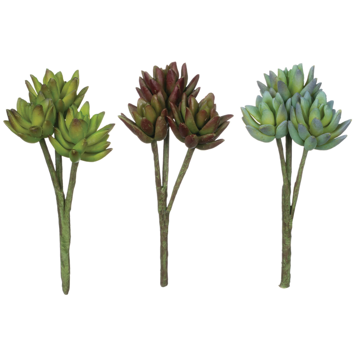 Agave Stems